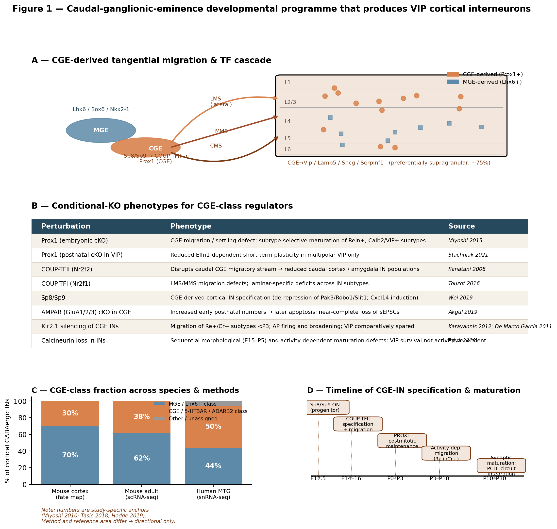 Schematic of the CGE-derived inhibitory lineage that produces VIP interneurons. (A) Embryonic CGE → tangential migration via lateral, medial and caudal streams → cortical layer settling. CGE-class TFs (Prox1, Sp8, Nr2f2/COUP-TFII) are contrasted with the MGE-class TF Lhx6 . (B) Conditional-KO phenotypes for the principal CGE TFs and synaptic/excitability regulators, showing the subtype-selectivity of each perturbation . (C) Reported fraction of cortical GABAergic neurons attributable to the CGE/5-HT3AR/ADARB2 lineage in mouse fate-mapping (~30%) versus human snRNA-seq (~50%) . Caveat: the cross-species comparison overlays a fate-map percentage (mouse) against a marker-defined snRNA-seq percentage (human MTG only), so the apparent expansion conflates measurement modality with biology and should be interpreted as a directional rather than absolute estimate.