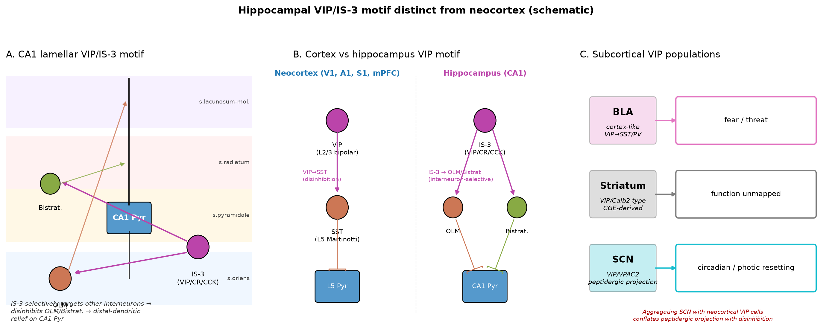 Hippocampal VIP/IS-3 motif distinct from neocortex (schematic). Panel A: CA1 lamellar cartoon with VIP/IS-3 cell soma in stratum oriens/pyramidale, axonal projections onto OLM and bistratified cells, and disinhibition of CA1 pyramidal cell distal-dendritic input by removal of OLM-mediated dendritic inhibition . Panel B: Comparison of cortical versus hippocampal VIP motifs — cortical VIP cells are bipolar with descending axons targeting L5 SST cells , whereas hippocampal IS-3 cells preferentially target other GABAergic interneurons rather than principal cells . Panel C: Subcortical VIP pathways summarised for cross-region completeness — BLA VIP cells implement a cortex-like disinhibitory motif , dorsal striatum contains a previously unrecognised CGE-derived VIP/Calb2 type, and SCN VIP cells act as peptidergic synchronisers via VIP/VPAC2 signalling . Schematic with no quantitative data substrate.