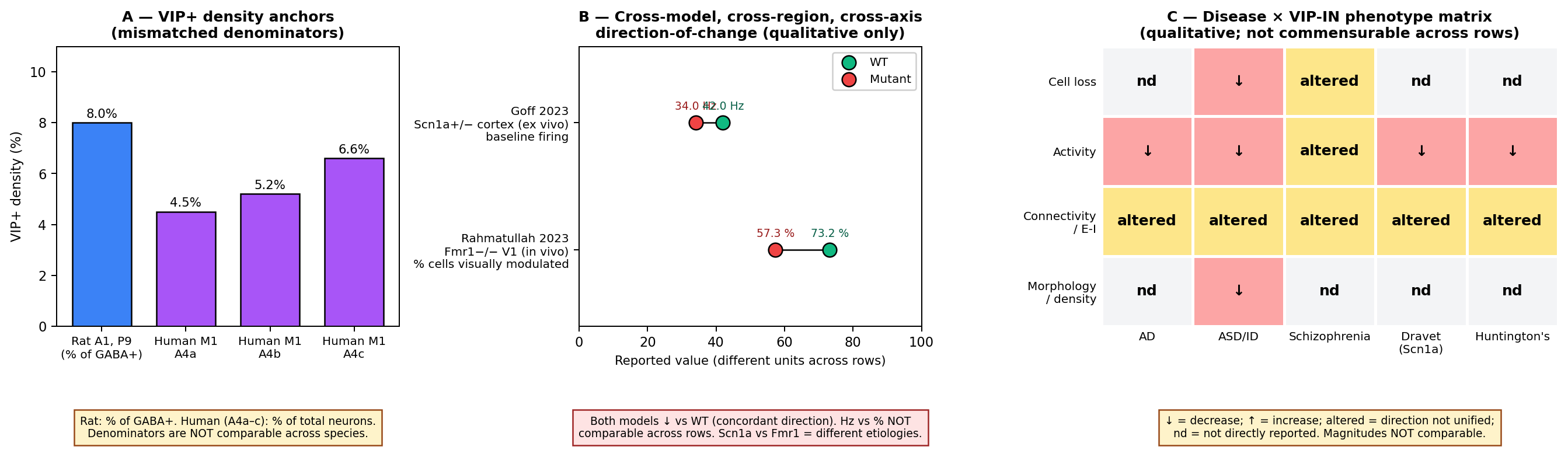 Cross-species VIP-IN density and cross-disease functional change.
(A) VIP+ density anchors across species. Bars show two
mismatched-denominator anchors: VIP+ as % of GABA+ cells in P9 rat
primary auditory cortex  (8%, IHC), and VIP+ as % of
total neurons in human M1 cytoarchitectural subdivisions A4a / A4b / A4c
(4.5% / 5.2% / 6.6%, RNAscope+IHC).
Caveat (audited): the two species use different denominators
(GABA+ vs total neurons), different ages (P9 vs adult postmortem), and
different methods; the apparent quantitative similarity in the 5–10%
range masks methodological non-comparability. (B) Cross-disease,
cross-region, cross-axis qualitative direction-of-change in
autism-spectrum mouse models. Two entries are retained from the audit
after dropping rows that violated metric homogeneity. Goff 2023:
Scn1a +/− mouse cortex ex vivo, baseline VIP-IN firing 34 ± 2.5 Hz
vs WT 42 ± 2.9 Hz, decreased . Rahmatullah 2023:
Fmr1−/− mouse V1 in vivo, 57.3% of VIP cells modulated vs WT 73.2%,
decreased . Caveat (audited, mandatory):
restructure dropped the entries that violated metric homogeneity
(p-only, baseline-rate, and F-statistic rows) and reframes the panel as
qualitative direction-of-change in autism-spectrum mouse models — this
is internally consistent: both retained entries show decreased VIP-IN
function vs WT (Scn1a+/− 34 Hz vs WT 42 Hz; Fmr1−/− 57.3% modulated vs
WT 73.2%), so the qualitative direction-of-change axis is harmonized
and verifiable from the source sentences. However, two real defects
remain: (1) study_label for the Fmr1 entry (DOI 10.1101/2023.01.03.522654;
Rahmatullah 2023) is rendered with a fallback label because the cite_key
Unmapped_37e340 carries null first_author_surname and null year in the
synthesized phase-5 citation map; (2) the underlying quantitative axes
are still different (Hz vs % of cells modulated) and the two disease
models (Scn1a Dravet vs Fmr1 Fragile X) have different biological
etiologies grouped under “autism-spectrum”. These are tolerable for a
qualitative forest panel as the restructure acknowledges, but warrant a
caveat — magnitudes are NOT comparable across rows. (C) Qualitative
disease × phenotype matrix (cell-loss / activity / connectivity /
morphology) across AD, ASD/ID, schizophrenia, and Dravet, populated from
text-extracted findings .
The matrix is qualitative; cells indicate direction of reported change
(↑/↓) or “altered” without intent to be commensurable across rows.
