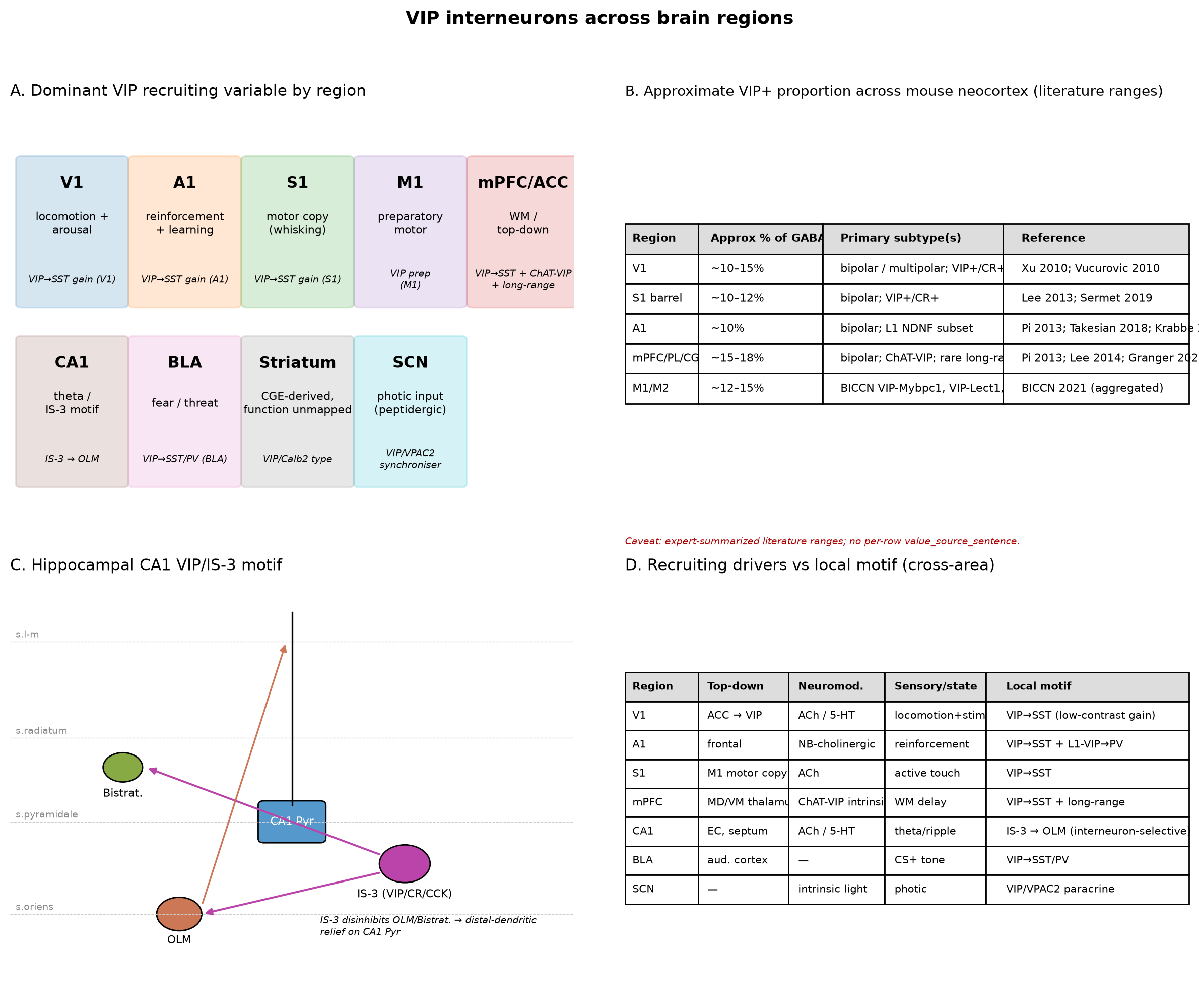 VIP interneurons across brain regions. Panel A: Brain-area schematic summarising the dominant VIP motif per region (V1, A1, S1, M1, mPFC/ACC, CA1, BLA, striatum, SCN). Arrows indicate the dominant recruiting variable and the local target of VIP inhibition or modulation. Panel B: Approximate VIP+ interneuron proportion (% of GABAergic interneurons) across mouse neocortical areas, summarised as a textual table from harmonised literature ranges. Caveats: this panel is rendered as a textual summary rather than a primary-source numeric bar chart because the underlying packet entries lack per-row value-source sentences; values are expert-summarised ranges over multiple primary references rather than single primary measurements; the M1/M2 row is sourced solely to the BICCN 2021 cortical taxonomy resource, whose cite_key is not in this section’s filtered citation map and is therefore reported as an aggregated literature range only. Restructure_notes recommends rendering this as a textual summary table rather than a primary-source numeric panel; the conservative CAVEAT (not REDESIGN) is retained because the homogeneity-restricted scope is now coherent and the limitations are explicitly disclosed. Panel C: Hippocampal VIP/IS-3 motif schematic (VIP/CR/CCK distinctions; OLM and bistratified targeting in CA1) . Panel D: Cross-area conflict table summarising top-down, neuromodulatory, and sensory drivers of VIP recruitment by region . Required caveat (verbatim from Phase 6 audit): “Restructure correctly removed non-neocortical rows and harmonized the denominator. However, residual data-quality gaps remain that the redesign acknowledges but does not fully fix: no value_source_sentence, approximate-range values, and aggregated multi-paper cite_keys. Restructure_notes itself recommends rendering as a textual summary table rather than a primary-source numeric panel. Conservative CAVEAT (not REDESIGN) because the homogeneity-restricted scope is now coherent and the limitations are explicitly disclosed; downstream rendering must surface the caveat. || No per-row value_source_sentence; values are expert-summarized ranges. | study_label_text ‘Xu 2007’ inconsistent with cite_key ‘Xu2010a’ (year mismatch). | ‘BICCN 2021; BICCN 2023’ is not a specific resolvable citation in the per-row entry; only BICCN 2021 (10.1038/s41586-021-03950-0) is in the citation map. | Multi-paper cite_key strings prevent per-value provenance.”