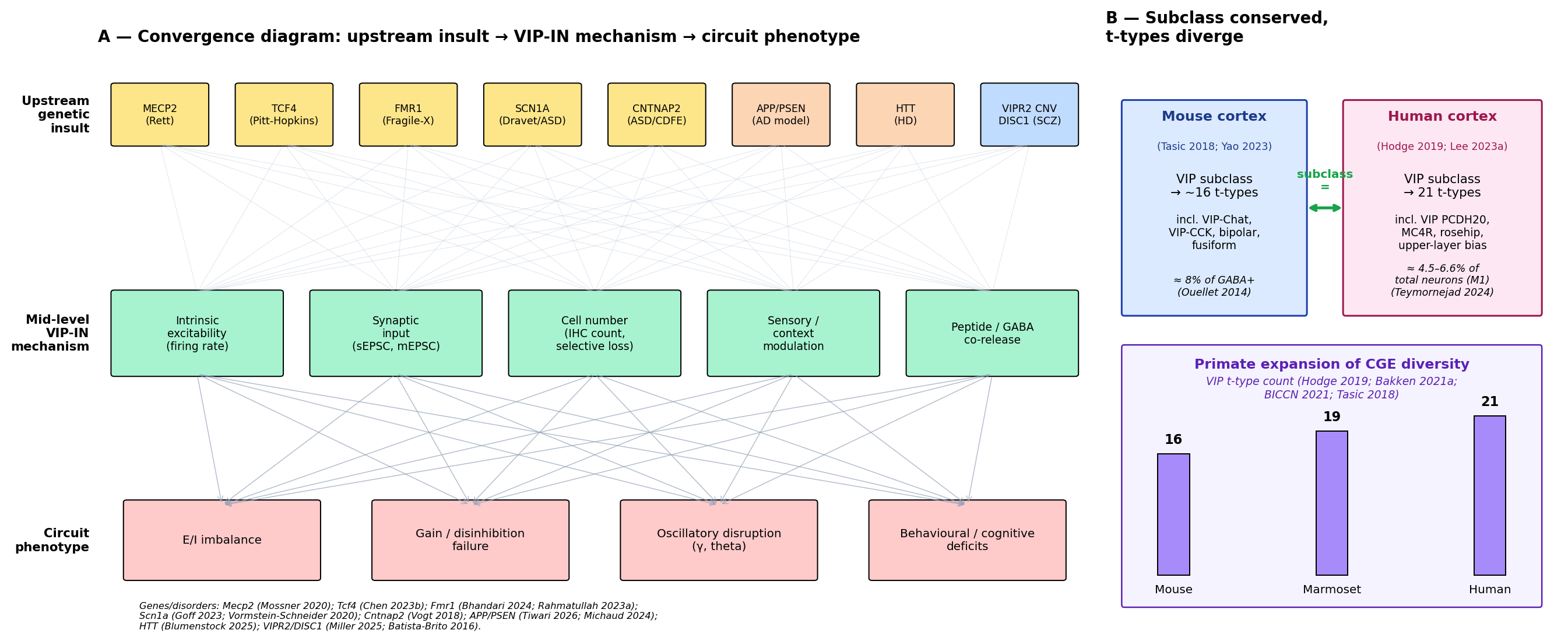 Convergence schematic: upstream insults → mid-level VIP-IN
mechanisms → circuit phenotypes. Funnel diagram from upstream
regulators (MECP2, TCF4, FMR1, SCN1A, CNTNAP2, APP/PSEN,
DISC1, VIPR2) through mid-level VIP-IN mechanisms (intrinsic
excitability, synaptic input, peptide/GABA co-release, density,
connectivity) to circuit phenotypes (E/I imbalance, gain
dysfunction, oscillatory disruption). The right panel cartoons the
mouse-vs-human VIP-IN comparison anchored to  and
: subclass conserved, t-type expansion in primate L1,
human-specific VIP PCDH20 and MC4R types
. The schematic externalizes the
translational hypotheses that  only
summarises piecewise.