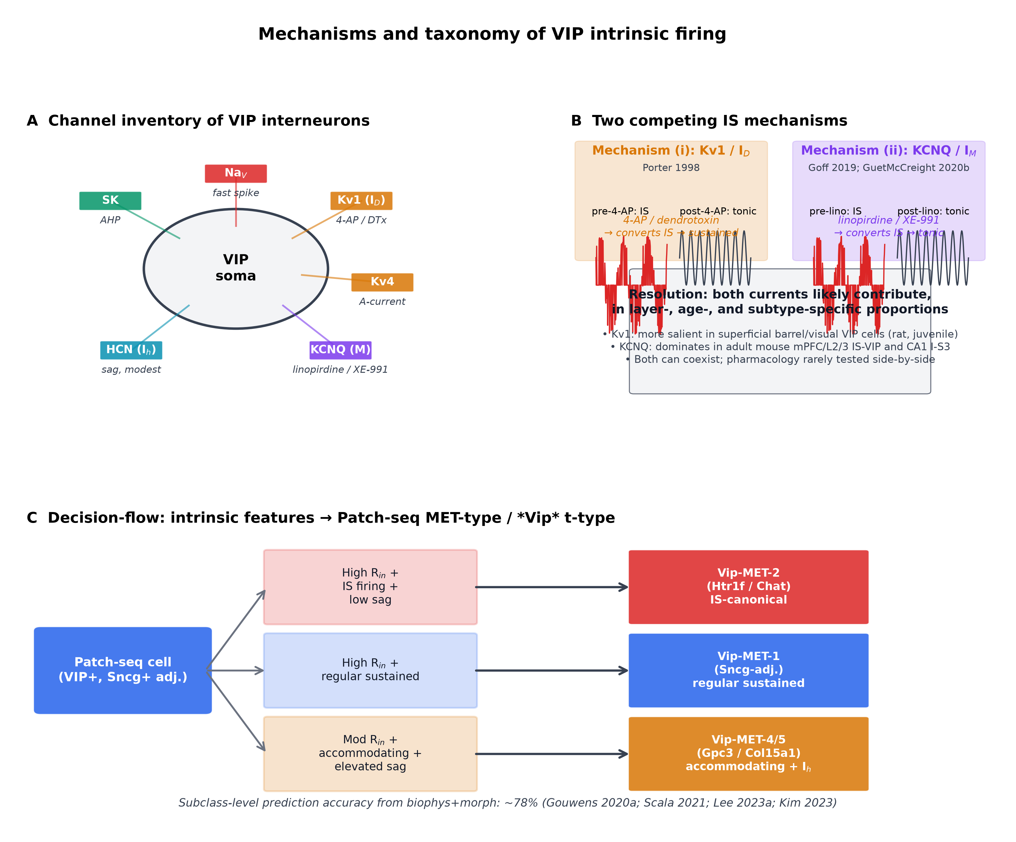 Candidate ion-channel substrates of irregular-spiking firing in VIP cells. Panel A: Cartoon VIP-cell membrane with annotated channel complement (Na_{V}, Kv1, Kv4, HCN/I_{h}, KCNQ/M, SK) and qualitative voltage-clamp traces; channel inventory is consistent with the cortical VIP intrinsic-property literature . Panel B: Two competing mechanism schematics for irregular-spiking — (i) Kv1-dominant repolarisation kinetics (block by 4-AP / dendrotoxin converts to sustained firing) ; (ii) KCNQ-mediated M-current (block by linopirdine selectively converts IS to tonic in IS VIP cells)  — with predicted current-clamp signatures. Panel C: Decision flow mapping intrinsic-feature combinations (high R_{in} + IS + low sag → cluster A; high R_{in} + adapting + moderate sag → cluster B) onto Patch-seq Vip-MET types  and Vip t-type axes . Schematic; no quantitative data substrate .
