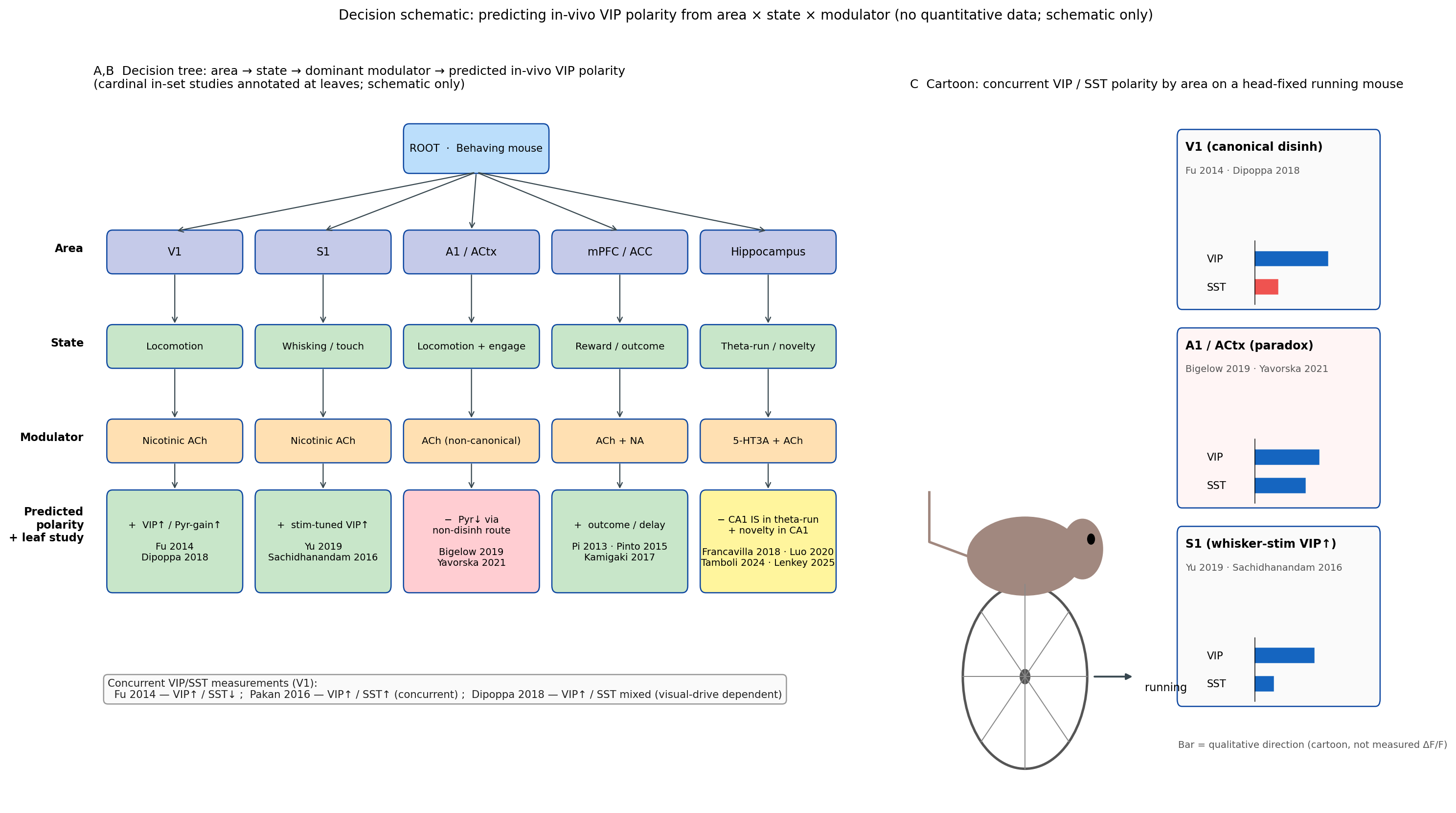 Decision schematic for predicting in-vivo VIP polarity from cortical area, behavioural state, and dominant neuromodulator. The tree branches first on area (V1 / A1 / S1 / mPFC / hippocampus), then on state (locomotion / quiet wake / attention / reinforcement), then on dominant modulator (nicotinic ACh / 5-HT3A / α-adrenergic NA), and the leaf annotates the predicted VIP response sign together with the cardinal study that populates that leaf. Cardinal-study leaves:  (V1, locomotion, ACh, +);  (V1, locomotion, mixed, + with concurrent SST);  (V1, locomotion, ACh/visual-drive interaction);  (auditory/mPFC, reinforcement, ACh, +);  (S1, whisking, vM1-driven, +);  (ACtx, locomotion, opposite net sign on Pyr); and the hippocampal contrarian leaves populated by  (CA1, theta-run, −). The cartoon overlay (panel C) shows a head-fixed mouse on a wheel with V1/A1/S1 sketches indicating concurrent expected VIP-vs-SST polarity by area, with the auditory-cortex cell highlighted as the explicit area-paradox leaf . 