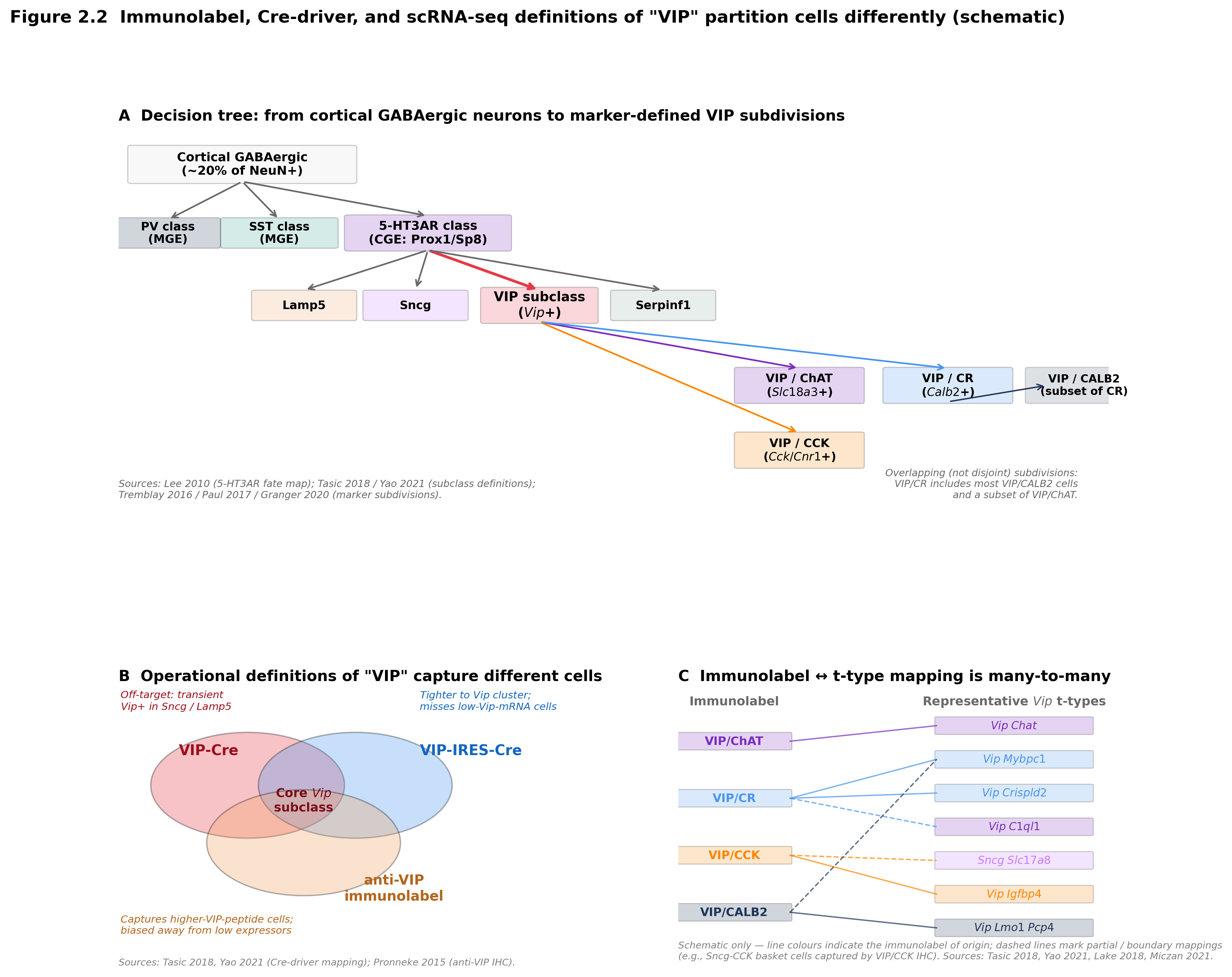 Marker-protein decision tree linking immunolabel-, Cre-driver-, and scRNA-seq-based definitions of “VIP”. (A) From cortical GABAergic neurons (~20% of NeuN+ cortical neurons in mouse ) the CGE branch is defined by 5-HT3AR/Prox1/Sp8 expression ; within the CGE branch, the Vip subclass is defined by clustered expression of Vip and co-markers . The marker-defined subdivisions VIP/ChAT, VIP/CR, VIP/CCK, and VIP/CALB2 partition the Vip subclass with overlapping rather than disjoint boundaries . (B) Schematic Venn comparison of populations captured by VIP-Cre, VIP-IRES-Cre, and anti-VIP immunolabel: Cre-driver populations include most but not all transcriptomically defined Vip cells and may capture transiently Vip-expressing neighbours from Sncg and Lamp5 subclasses; immunolabel captures cells with detectable VIP peptide, biasing toward higher-expressing subsets . (C) Schematic of the immunolabel-to-t-type mapping: VIP/CR maps largely one-to-many onto multiple bipolar Vip t-types and onto human In1d/VIP-CALB2-TAC3 nuclei ; VIP/CCK maps many-to-many onto Vip t-types overlapping with Sncg CCK-basket-related types ; VIP/ChAT maps approximately one-to-one onto a small bipolar Vip-Chat type that is identified at the t-type level by  but is not formally labelled cholinergic at the cluster level in larger atlases . This figure is a schematic without quantitative data; it summarises the operational decisions readers must make to compare VIP-related findings across studies that use different definitions, and intentionally does not place numerical estimates on the overlap regions.