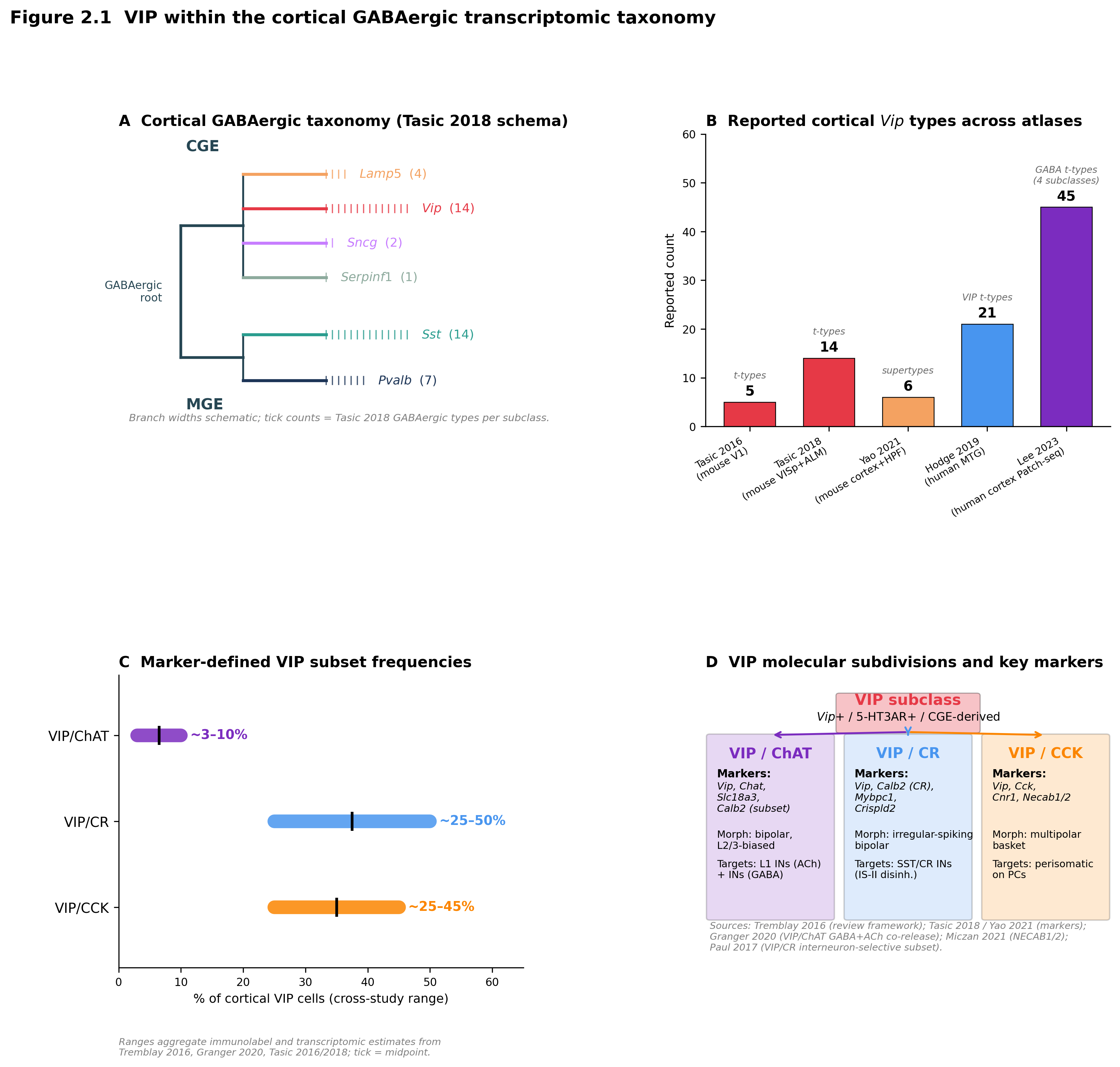VIP within the cortical GABAergic transcriptomic taxonomy. (A) Hierarchical schematic of the established six-subclass scheme of , separating the CGE branch (Lamp5, Vip, Sncg, Serpinf1) from the MGE branch (Sst, Pvalb); branch widths reflect the qualitative ordering of GABAergic types per subclass and are not drawn to a quantitative scale. (B) Reported counts of cortical Vip transcriptomic types (or supertypes/consensus types) across five reference atlases:  (mouse V1, ~5 Vip t-types),  (mouse VISp+ALM, ~14 Vip t-types),  (mouse isocortex+HPF, 6 Vip supertypes),  (human MTG, 21 VIP t-types), and  (human cortex Patch-seq, VIP within 45 GABAergic types across four subclasses). The values are not on a common denominator and must not be interpreted as a single quantitative scale: Tasic 2018’s GABAergic type count covers VISp+ALM (60 types in VISp; ~50% shared across areas), Hodge 2019 is single-nucleus RNA-seq from human MTG (75 t-types include both excitatory and inhibitory), and the Yao 2021 supertype tier is a level coarser than Tasic 2018 t-types — supertypes are subdivisions WITHIN the three CGE subclasses, not independent categories. (C) Subset frequencies for VIP/ChAT and VIP/CR cells reported as approximate ranges across studies; values aggregate immunolabel and transcriptomic estimates and span ~5–25% of cortical VIP cells, with VIP/ChAT consistently the rarer subset . (D) Schematic of the three principal VIP molecular subdivisions reviewed by : VIP/ChAT cholinergic bipolar cells, VIP/CR interneuron-selective bipolar cells, and VIP/CCK multipolar basket cells, with annotated marker genes (). All values plotted derive from different taxonomic levels (subclass vs t-type vs cross-area overlap) and must not be interpreted as a single quantitative scale; mouse_homologs_matched in  reflects cross-species mapping rather than the human type repertoire size; SST “similar diversity” is qualitative and is not plotted; Gouwens 2020 patch-seq cell counts (4,270/2,955/517) are nested filtering tiers and MET-types (28), me-types (26), and t-types (~60) are three different taxonomic hierarchies plotted on separate axes; Yao 2023 cluster counts and Bakken 2021 primate consensus counts are reported on the BICCN whole-brain and primate cortex denominators respectively and not on a single mouse-cortex denominator. Source: hand-extracted values from each atlas’s main text and Tables 1/Fig.1, with cross-area / cross-species denominators annotated above each bar.